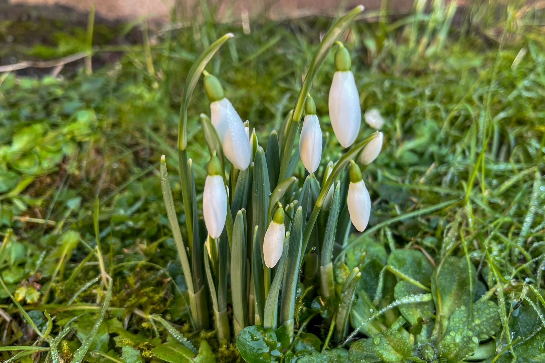 Common snowdrop (Galanthus nivalis), Campus West